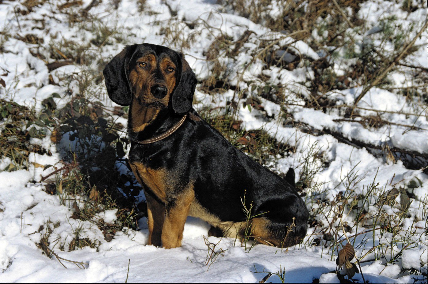 Tyrolean Hound Images